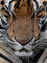 A tiger's face closing his eyes