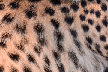 black dot on the cheetah  