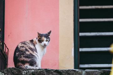Portrait d'un chat tigr&eacute; et blanc sur un fond mur rose