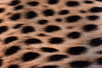 black dot on the cheetah  
