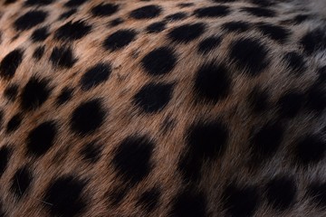 black dot on the cheetah  
