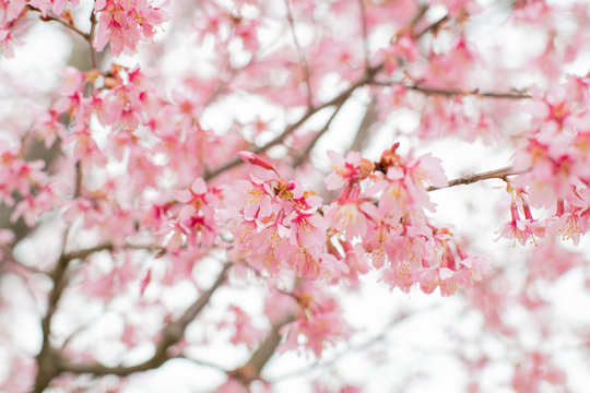 Beginning of spring. Branches of blooming cherry tree with pink flowers