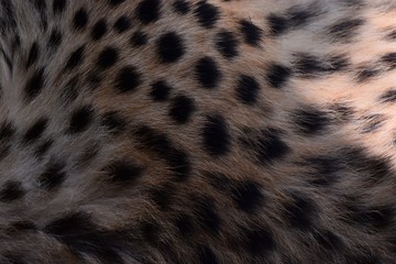 black dot on the cheetah  