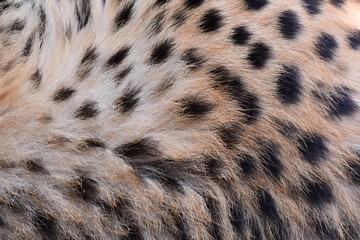 black dot on the cheetah  