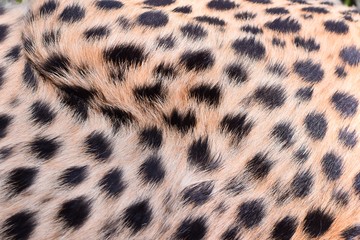 black dot on the cheetah  