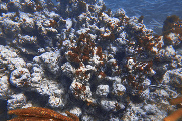 Underwater world. Tropical transparent ocean. Still Calm Sea Water Surface With Clear Sky And Underwater World Discovered.