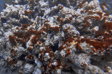 Underwater world. Tropical transparent ocean. Still Calm Sea Water Surface With Clear Sky And Underwater World Discovered.