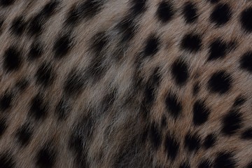 black dot on the cheetah  