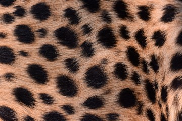 black dot on the cheetah  