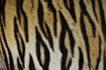 Fototapeta premium The skin is smooth, tying the black stripes of the Bengal tiger.
