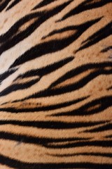 The skin is smooth, tying the black stripes of the Bengal tiger.