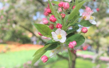 Blurred floral background - white sakura branch or cherry blossom