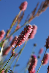 Kackarlar National Park ( Endemic Plants and flowers )  Rize Turkey