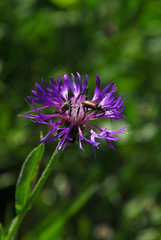Kackarlar National Park ( Endemic Plants and flowers )  Rize Turkey
