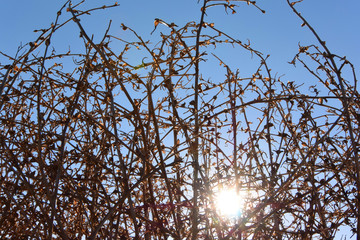 A tumbleweed, autumn time