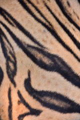 The skin is smooth, tying the black stripes of the Bengal tiger.