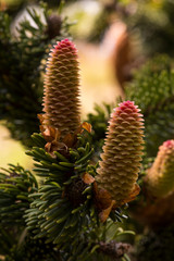Young cones grow on the branch of pine. Spring origin.