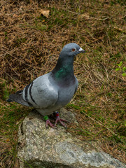 Gray pigeon in the nature. Pigeon is watching something.