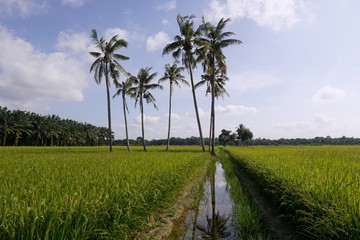 Obraz premium landscape with palm trees and blue sky