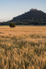 Hill where on the top is castle "Bezdez". Under it is barley field.