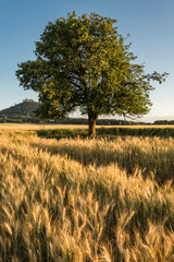 Isolated tree in the middle of field of barley.