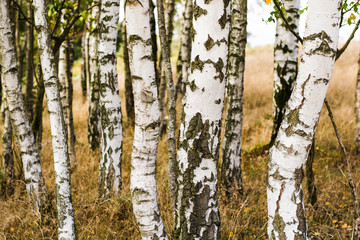 Shining white bark of birch. Forest full of birch trees. White trunks tree in autumn forest.	