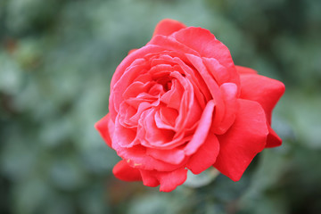 Beautiful red roses flower in the garden