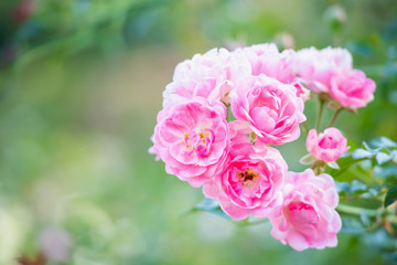 Beautiful pink roses flower in the garden