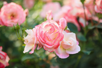 Beautiful pink roses flower in the garden