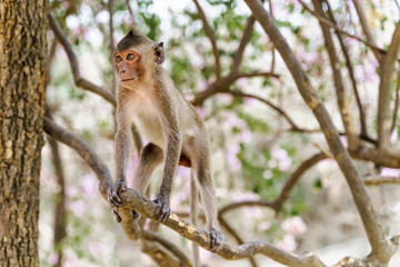 Portrait of single macaque monkey stand up on the tree. A lonely monkey standing four legs on a tree branch with green nature soft focus background, in Thailand, South East Asia.