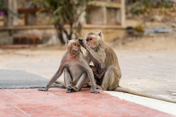 Wild Monkey sitting on concrete floor and looking for lice, fleas or ticks. Female monkey find fleas and ticks for male monkey. Concept Beautiful Monkeys in sunshine day.