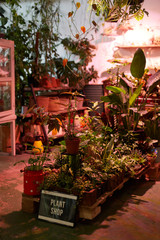 Image of green garden with decorative plants and flowers growing in the room