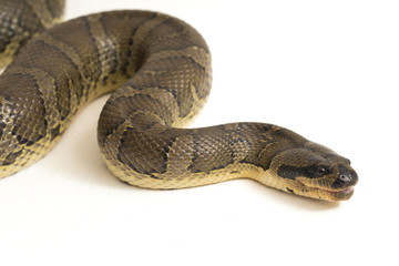 Common puff-faced water snake (Homalopsis buccata), banded water snake, or banded puff-faced water...