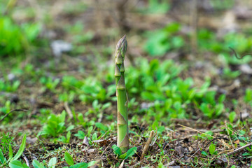 Single asparagus on soil ready to harvest with room for copy space,