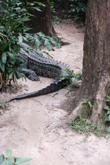 Closeup of alligator tail. Wild crocodile on the path in the jungle. Danger, wildlife, safari concept.
