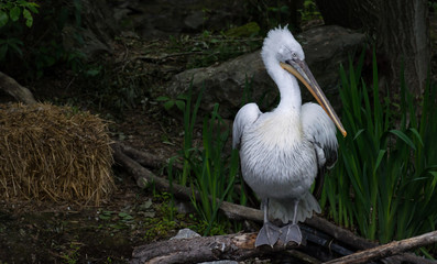 pelican, bird, tier, weiß, natur, wasser, schnabel, wild