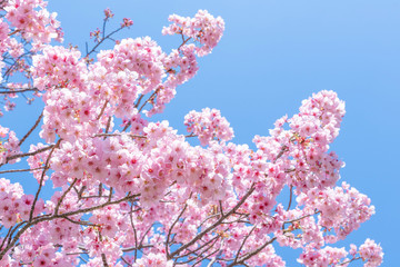 新横浜公園の桜