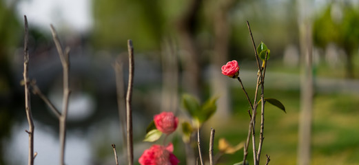 A beautiful pink flower in Spring, China