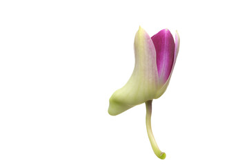 Purple White Orchid flowers blossom isolated on a white © teen00000