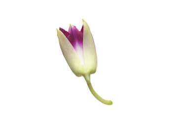 Purple White Orchid flowers blossom isolated on a white