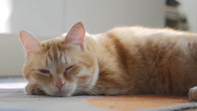 Close- up of a red sleeping cat . He is resting in the kitchen on a rug in the bright sun