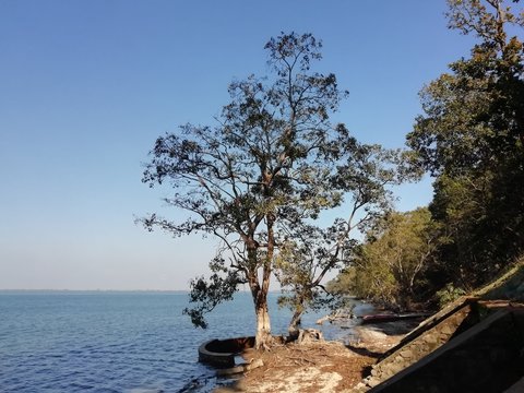 tree on the shore of lake