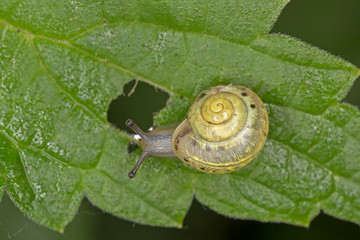 Snail close-up on a green leaf. Snail close up in nature among green leaves