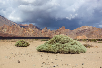 Canarian  broom (Spartocytisus supranubius) growing in the volcanic sand in Teide volcano caldera, Tenerife, Canary Islands, Spain.