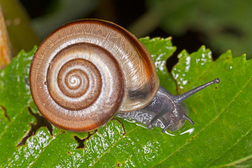 Chilostoma faustina is a species of medium-sized, air-breathing land snail, a terrestrial pulmonate gastropod mollusk in the family Helicidae