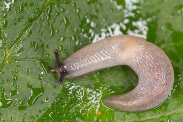 Snail close-up on a green leaf. Snail close up in nature among green leaves
