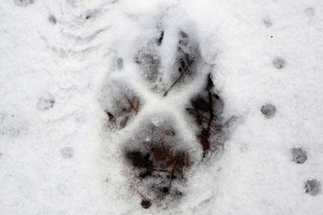Wolf paw prints in the snow. Tracks of a wild Lupus predator in the forest in winter.