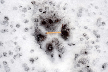 Wolf paw prints in the snow. Tracks of a wild Lupus predator in the forest in winter.