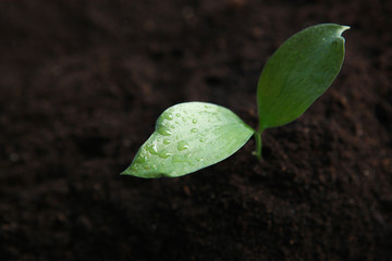 new sprout and earth. Earth day concept.
