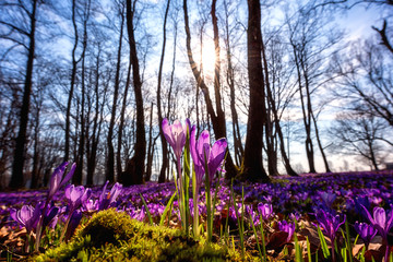 Beautiful flowering meadow with a wild purple crocus or saffron flowers in sunlight against an oak...